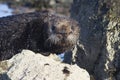 A Sea otter standing on rock at low tide on a winter sunny day