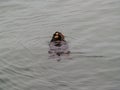 Sea Otter In Water On Back Eating Shellfish Moss Landing CA