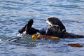 Sea otters [Enhydra lutris] floating in kelp on the central coast at Morro Bay California USA Royalty Free Stock Photo