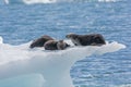 Sea Otters on an Ice Berg Royalty Free Stock Photo