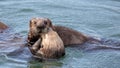 Sea otters playing in calm waters of coastal Alaska USA