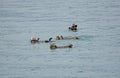 Sea Otters Playing in the Ocean