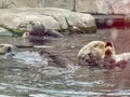 Sea otters playing in their habitat at the zoo