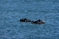 Sea Otters Playing with their Tail Flippers Royalty Free Stock Photo