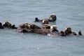 Alaska Sea Otters in Raft Cluster