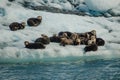 Sea otters resting on ice floe in Prince William Sound, Alaska