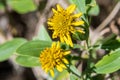 Sea oxeye a.k.a. bushy seaside tansy Borrichia frutescens macro - Hollywood, Florida, USA