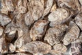 Sea oysters shell texture. Seafood