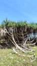 sea ??pandan tree, sand pandan or thorn pandan (Pandanus odorifer) Royalty Free Stock Photo