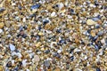 Sea pebbles and cockleshells Royalty Free Stock Photo