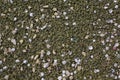 Sea pebbles of green color with shells of different color and size. Royalty Free Stock Photo