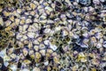 Sea pebbles. Small stones gravel texture background.Pile of pebbles, thailand.Color stone in background. Royalty Free Stock Photo