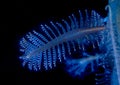 Sea Pen