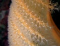 Sea pen polyps; macro