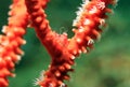 Sea Pen Porcelain Crab Royalty Free Stock Photo