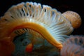 Sea Pen sealife closeup