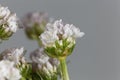 Sea Pink Armeria maritima