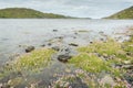 Sea Pink Armeria Maritima under water