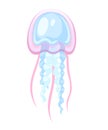 Sea pink and blue jellyfish. Tropical underwater animal. Medusa aquatic organism, cartoon style design. Flat illustration