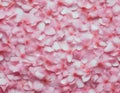 Sea of Pink Cherry Blossoms Royalty Free Stock Photo