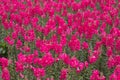 A sea of pink Gladiolus at Du Fu Thatched Cottage, Chengdu, Sichuan, China