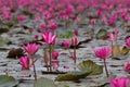 Sea of pink lotus flowers, amazing water lily flowers, symbol of serenity