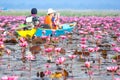 Sea of pink lotus, Nonghan, Udonthani, Thailand Royalty Free Stock Photo