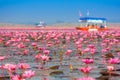 Sea of pink lotus, Nonghan, Udonthani, Thailand Royalty Free Stock Photo
