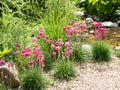 Sea pink or sea thrift, Armeria maritima, group of plants in garden, Netherlands