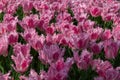 Lots of pink tulips Royalty Free Stock Photo