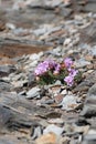 Sea pinks amongst the slate