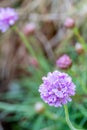 Sea Pinks (Armeria) flowering in springtime at Mevagissey in Cornwall Royalty Free Stock Photo