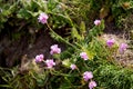 Sea Pinks, Armeria maritima, flowering on a cliff top near Thurlestone beach