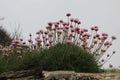 Sea Pinks On A Cornish Cliff, Cornwall, UK