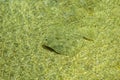 Sea plaice covering itself with sand as camouflage. Royalty Free Stock Photo