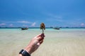 Sea plant in left hand hold at Thailand travel island Koh Tao shallow sand beach with peace clear blue sky landscape background