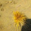 Sea plant with orange color Royalty Free Stock Photo