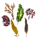 Sea plants and aquatic algae, laminaria, sea moss tropical sea plant. Seaweed underwater marine flora set, isolated