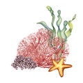 Sea plants, coral, starfish watercolor illustration isolated on white background. Pink agar agar seaweed, laminaria hand