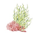 Sea plants, coral watercolor illustration isolated on white background. Pink agar agar seaweed, laminaria hand drawn