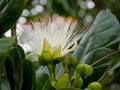 Sea Poison Tree in full bloom on its tree, Flower of Barringtonia asiatica.