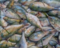 Sea porgies closeup at the local market