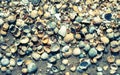 Sea postcard. Seashells and sandy beach Royalty Free Stock Photo