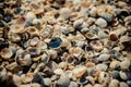 Sea postcard. Seashells and sandy beach Royalty Free Stock Photo