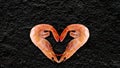 Sea products, Heart Shaped Shrimp, black background at the back to write your article.