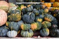 Sea Pumpkins of Chioggia