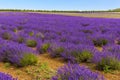 A sea of purple lavender in bloom in a field in the village of Heacham, Norfolk, UK