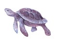 Sea purple turtle on an isolated white background. Watercolor drawing. For textile, wrapping paper, backgrounds. Royalty Free Stock Photo