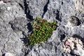 Sea Purslane on the beach, coastal flora of the Yucatan peninsula