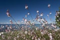 Sea and Qualicum Beach Royalty Free Stock Photo